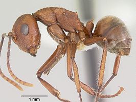 Polyrhachis hispida