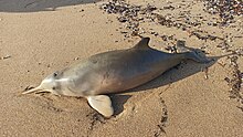 Stranded La Plata Dolphin, the only extant species in this family