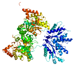 Белок PAPSS1 PDB 1x6v.png