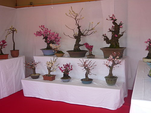 Prunus mume G02