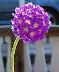 Miniatura para Primula denticulata