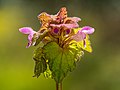 Inflorescence d'un Lamier pourpre.