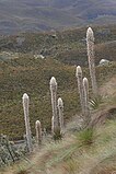 Puya clava-herculis