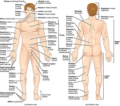 The human body is shown in anatomical position in an anterior view and a posterior view. The regions of the body are labeled in boldface. Regions of Human Body.jpg