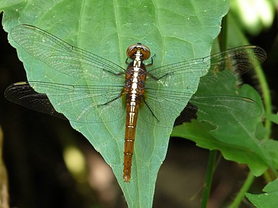 Rhodothemis rufa (പെൺതുമ്പി)