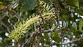 Inflorescence de Roupala montana (probablement Roupala pyrifolia Knight, 1809)