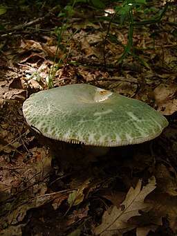 Russula virescens4