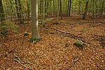 Großsteingrab Sachsenwald Fahrenhorst 3