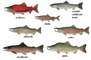 English: Illustration of various salmon