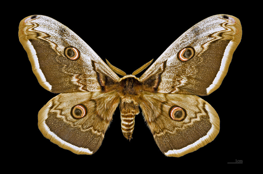 1024px-Saturnia_pyri_MHNT_dos.jpg