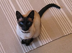 Siamese cat sitting.jpg