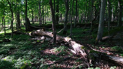 Skog i Engelskan, Stafsäters lövskogar naturreservat.