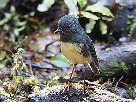 South Island robin