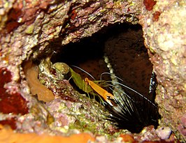 Stenopus spinosus