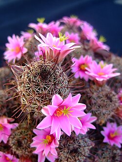 Mammillaria fraileana