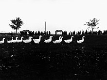 Traditional funeral procession, Techanov, Czechoslovakia, 1965 Techanov 1965.jpg