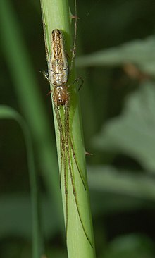 Tetragnatha montana w 080514.jpg