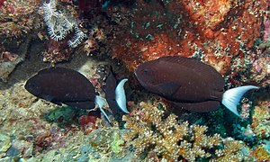 Acanthurus thompsoni