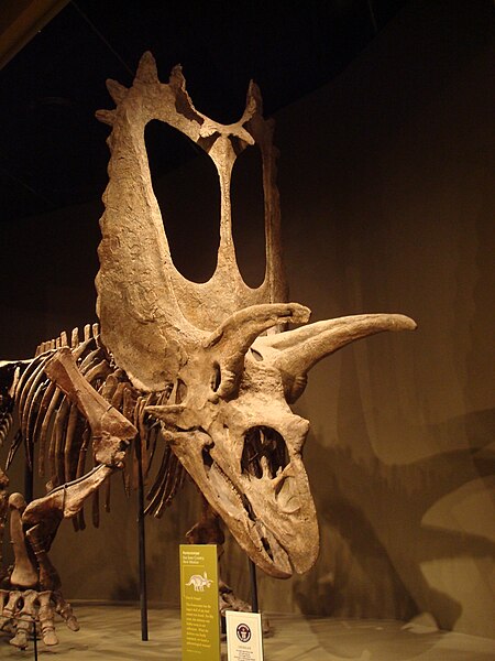 450px-Titanoceratops_SNOMNH.JPG