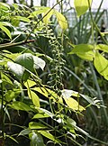 "flowers, fruit and foliage"