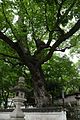 積川神社の椋。一の鳥居を入ってすぐの石段の脇にある。天然記念物の巨木である。