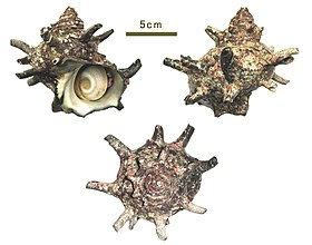 Conchas de Turbo cornutus com o operculum visível.