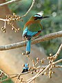 Türkiismotmot (Eumomota superciliosa)