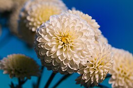 Unidentified Chrysanthemum 6970.jpg