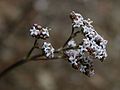 Valeriana prionophylla