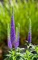 Пусмопрянь алкуксонь тикше (Veronica spicata‎)