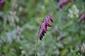 Kwiaty Vicia benghalensis.