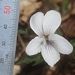 花の側弁の基部には長い毛があり、雌蕊のまわりを薄褐色の雄蕊の付属体が取り囲む