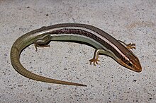 Западный сцинк (Plestiodon skiltonianus) .JPG