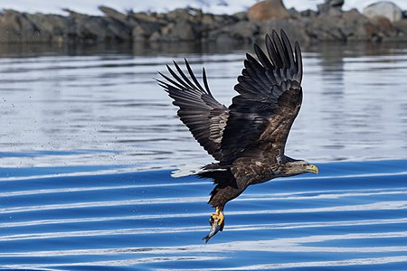 Seeadler