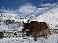 Yak im Himalaya