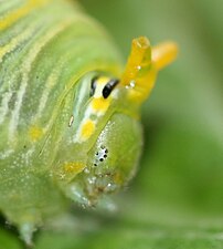 アゲハチョウ（六脚類・昆虫類）の幼虫の単眼（側単眼）
