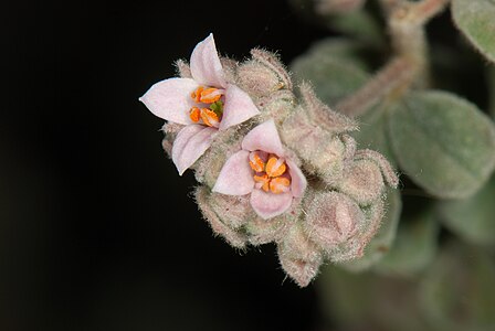 en:Pimelea spicata, by Pengo