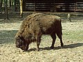 Bison bonasus caucasicus