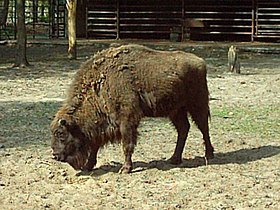 Híbrido no Zoológico de Poznań.