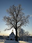 Липа (Tilia)