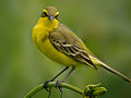 Eastern yellow wagtail