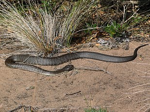 Notechis scutatus<br/>Notechis