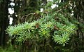 Felsengebirgs-Tanne (Abies lasiocarpa subsp. bifolia)