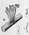 Acianthera sonderiana (as Pleurothallis sonderiana) - cutout from Fl.Br.3-4-102 - fig. III.jpg