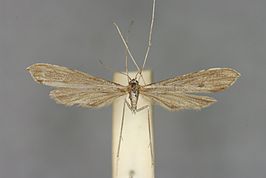 Agdistis adactyla