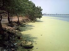 Polluted lagoon. Aguas del lago de Maracaibo contaminadas por Lemna 03.JPG