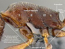 the alitrunk of aculeate Hymenoptera comprises the three thoracic segments, plus the propodeum, which strictly speaking, is the first segment of the abdomen. Alitrunk of aculeate Hymenoptera.jpg