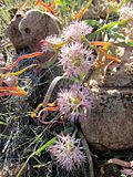 Miniatura para Allium anceps