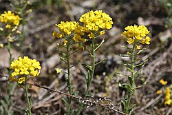 Alyssum montanum subsp. gmelinii