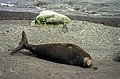 Elefante di mare su una spiaggia.